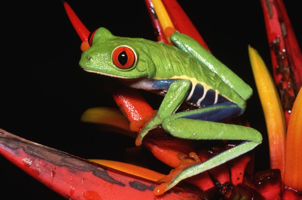Detail of Red-Eyed Leaf Frog by Anonymous