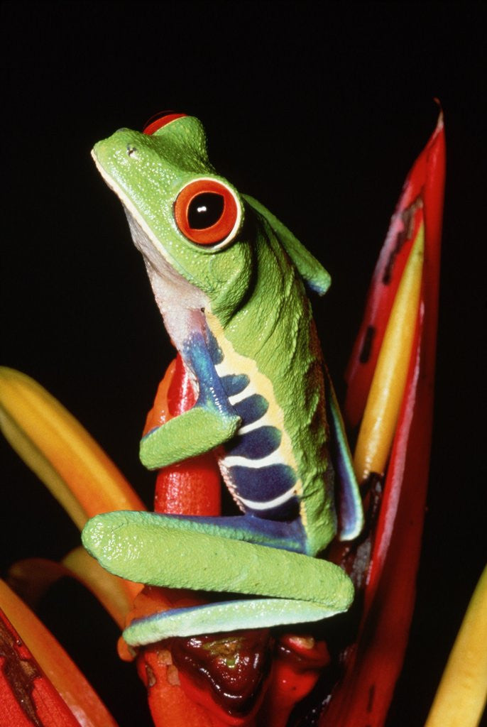 Detail of Red-Eyed Leaf Frog by Anonymous