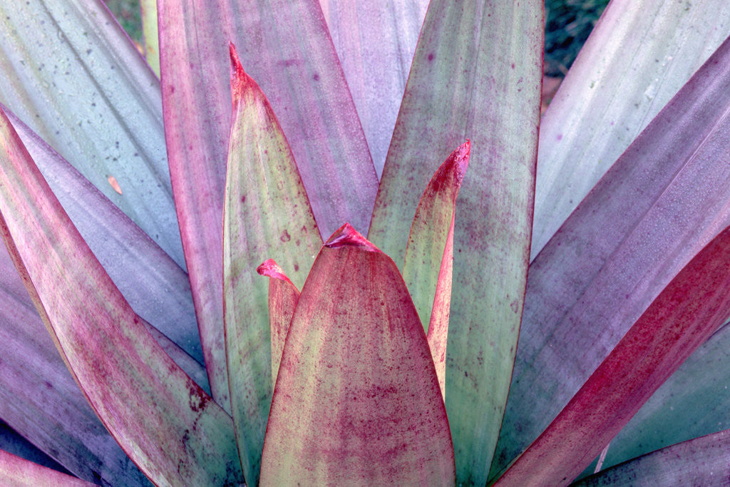 Detail of Tropical Bromeliad Leaves by Anonymous