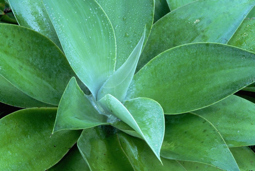 Detail of Agave Plant by Anonymous