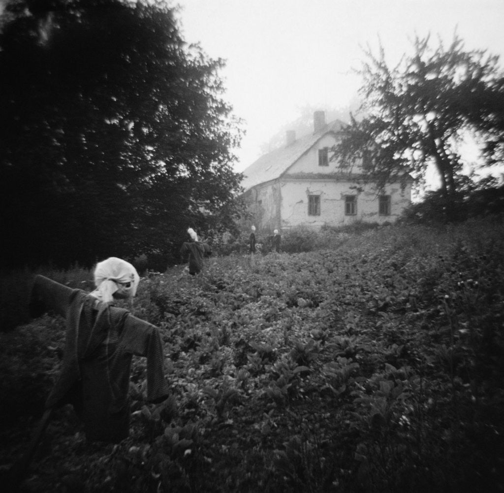 Detail of Scarecrows in a Small Vegetable Garden by Anonymous
