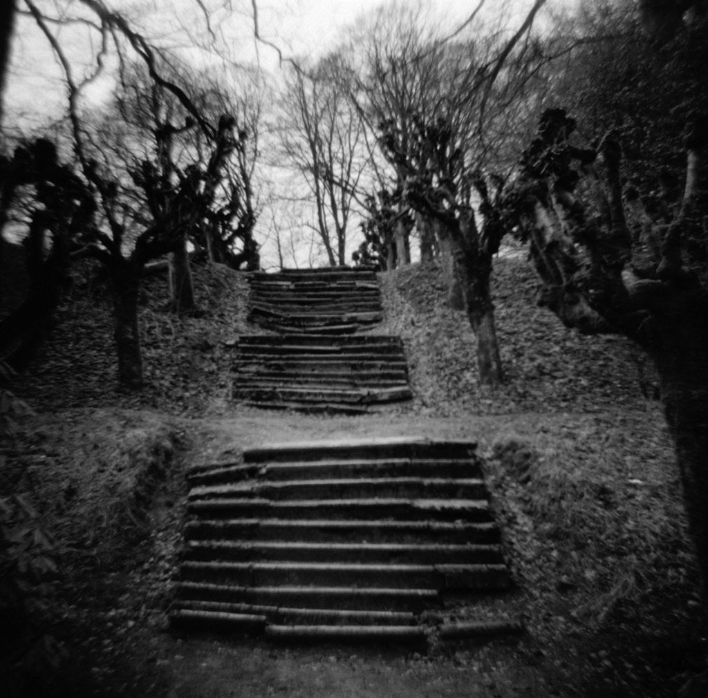 Detail of Run-Down Stairway Among Leafless Cherry Trees by Anonymous