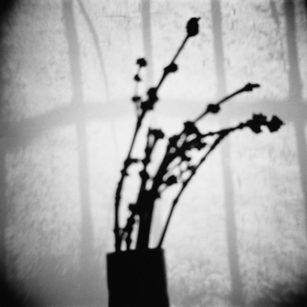 Detail of Japanese Shadow by Annette Fournet