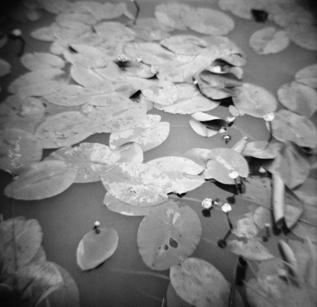 Detail of Lotus Blossoms on Pond by Annette Fournet
