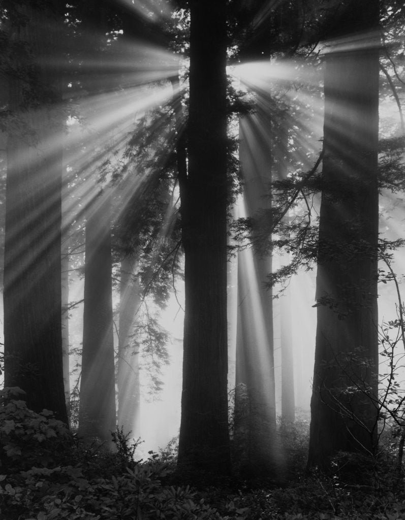 Detail of Sunshine in Redwood Forest by Anonymous