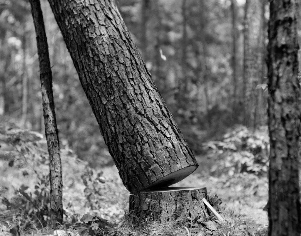 Detail of Falling Pine Tree by Corbis