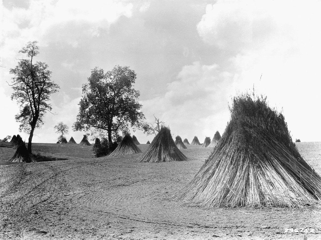 Detail of Stacks of Hemp at Harvest by Anonymous