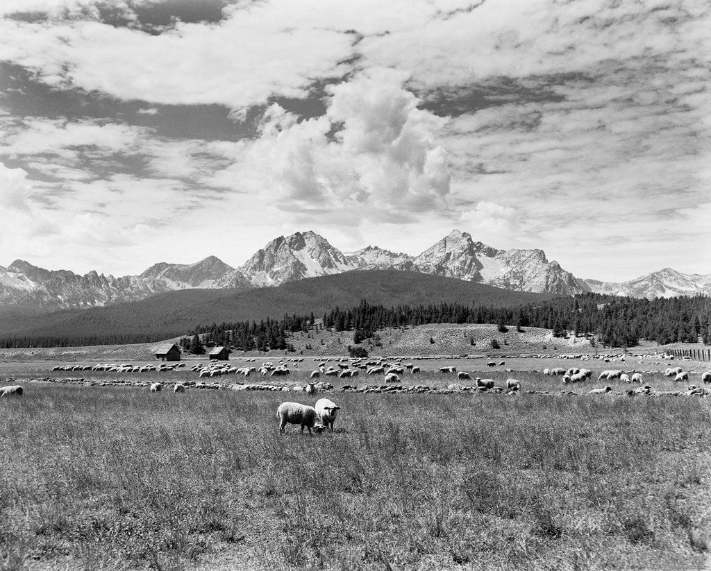 Detail of Sheep Grazing in Stanley Basin by Anonymous