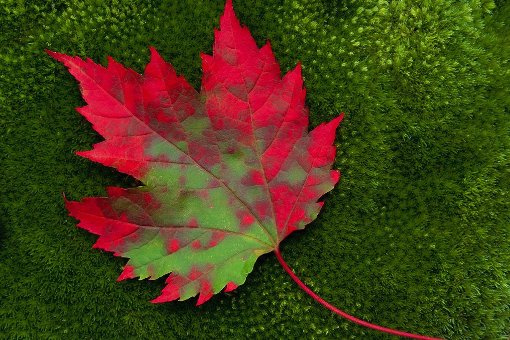 Detail of Maple Leaf Changing Color by Corbis