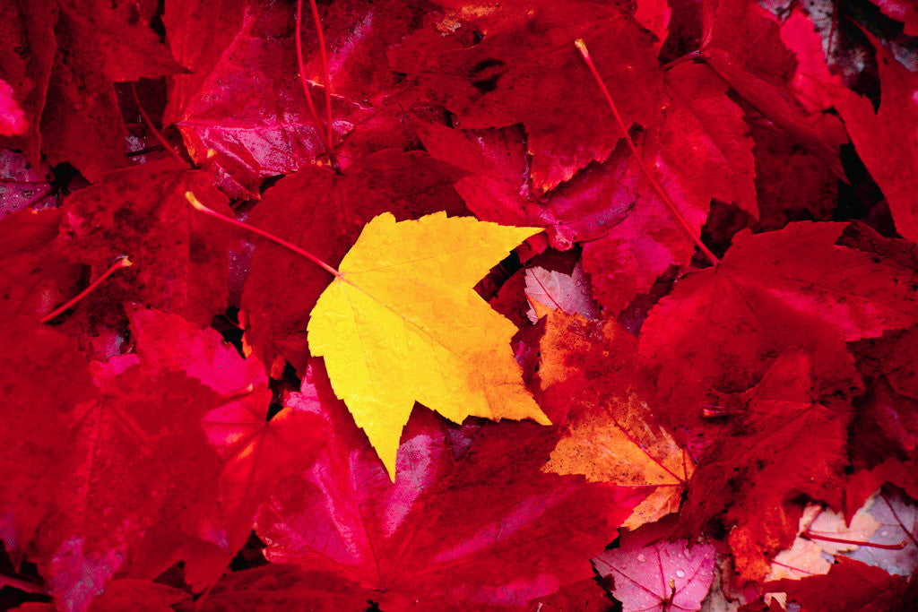 Detail of Yellow and Red Maple Leaves by Anonymous