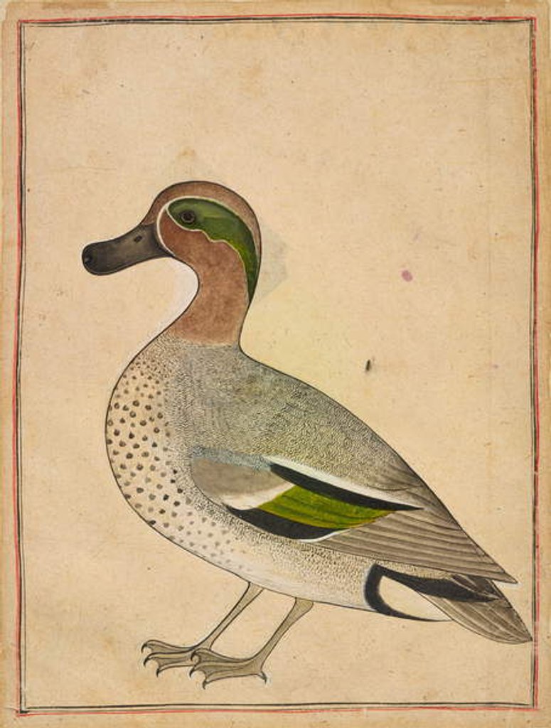 Detail of A Green-winged Teal, c.1730 by Indian School