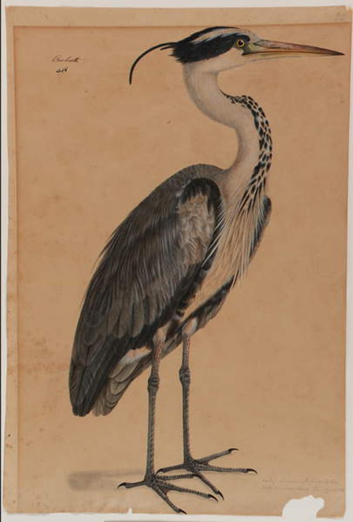 Detail of Grey heron by Indian School