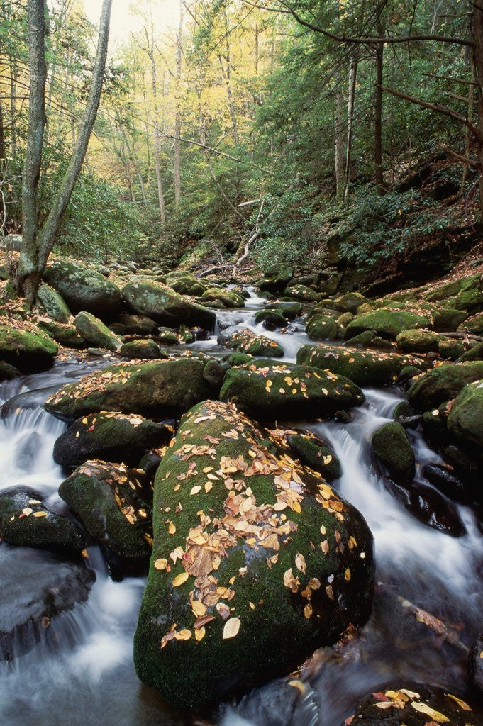 Detail of Water Running Through Mossy Rocks by Anonymous