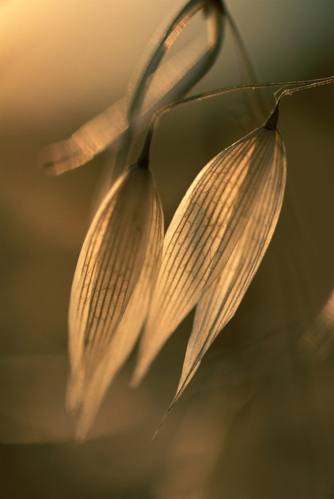 Detail of Sunlit Wild Oats by Anonymous