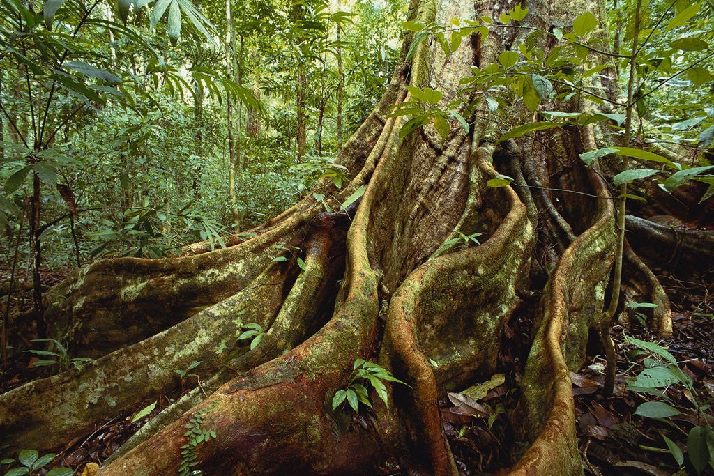 Roots and Trunk of Sloanea Tree posters & prints by Anonymous