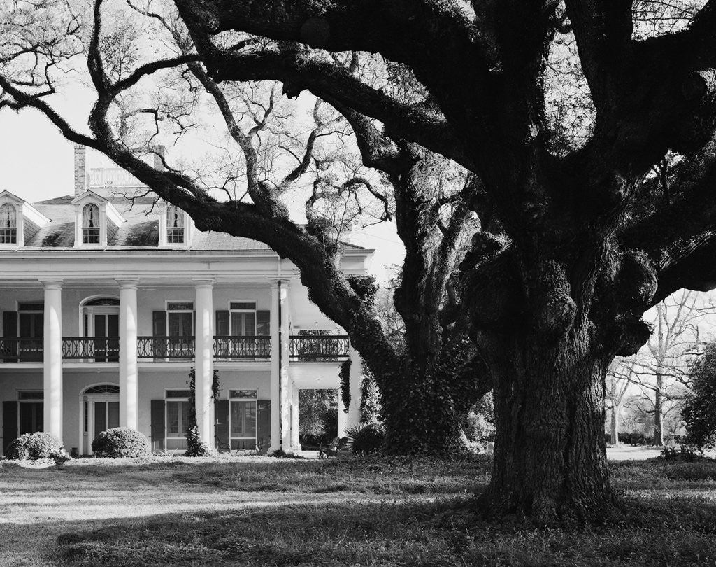 Detail of Large Oak Trees at Oak Alley by Anonymous