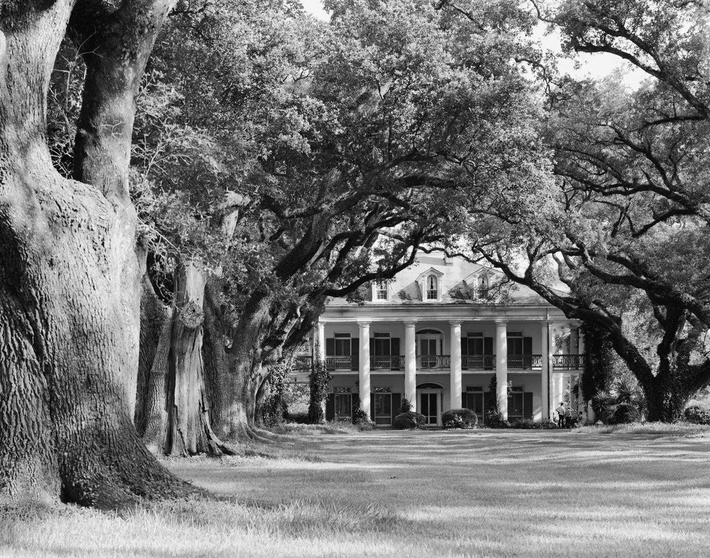 Detail of Oak-Lined Drive Approach to Oak Alley by Anonymous