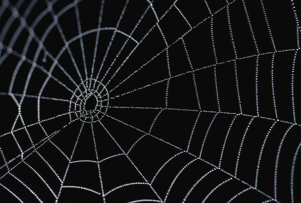 Detail of Water Drops on Spiderweb by Corbis