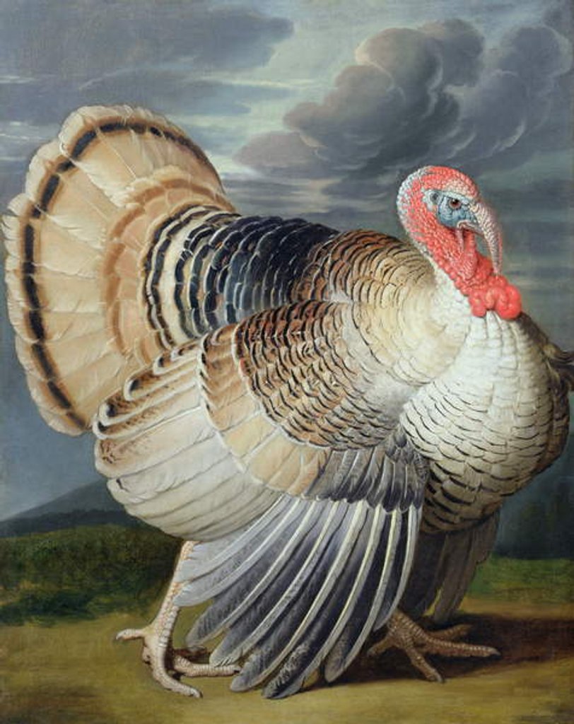Detail of Portrait of a Turkey by Johann Wenceslaus Peter Wenzal