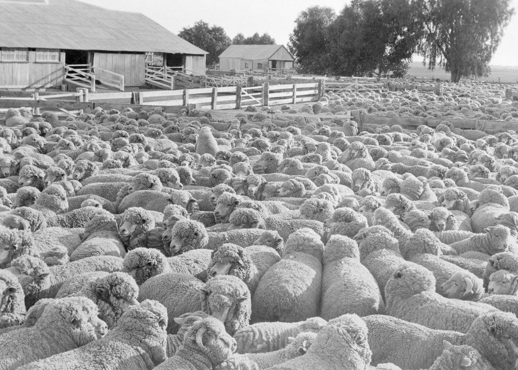 Detail of View of a Sheep Ranch in Australia by Anonymous