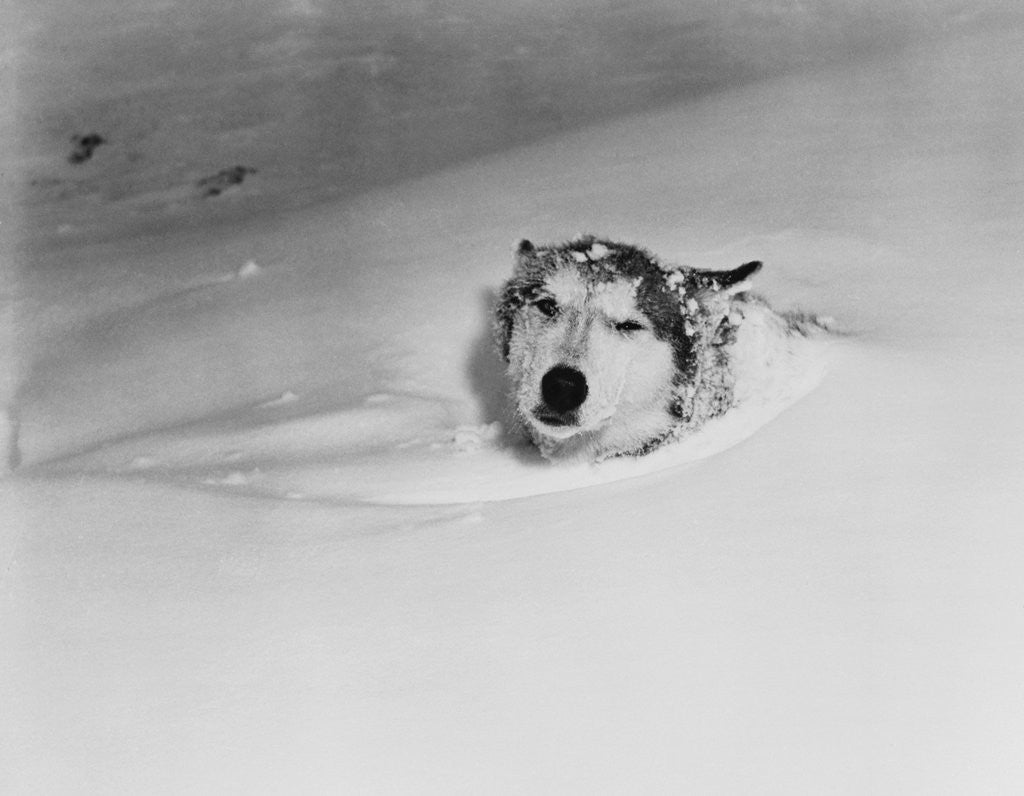 Detail of Husky Sleeping in Snowdrift by Anonymous