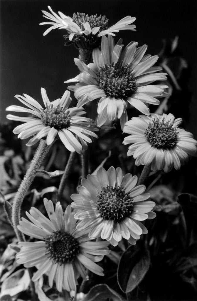 Detail of Cluster of Daisies by Corbis