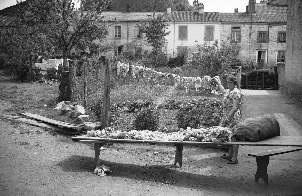 Detail of Drying and Sorting Wool by Anonymous