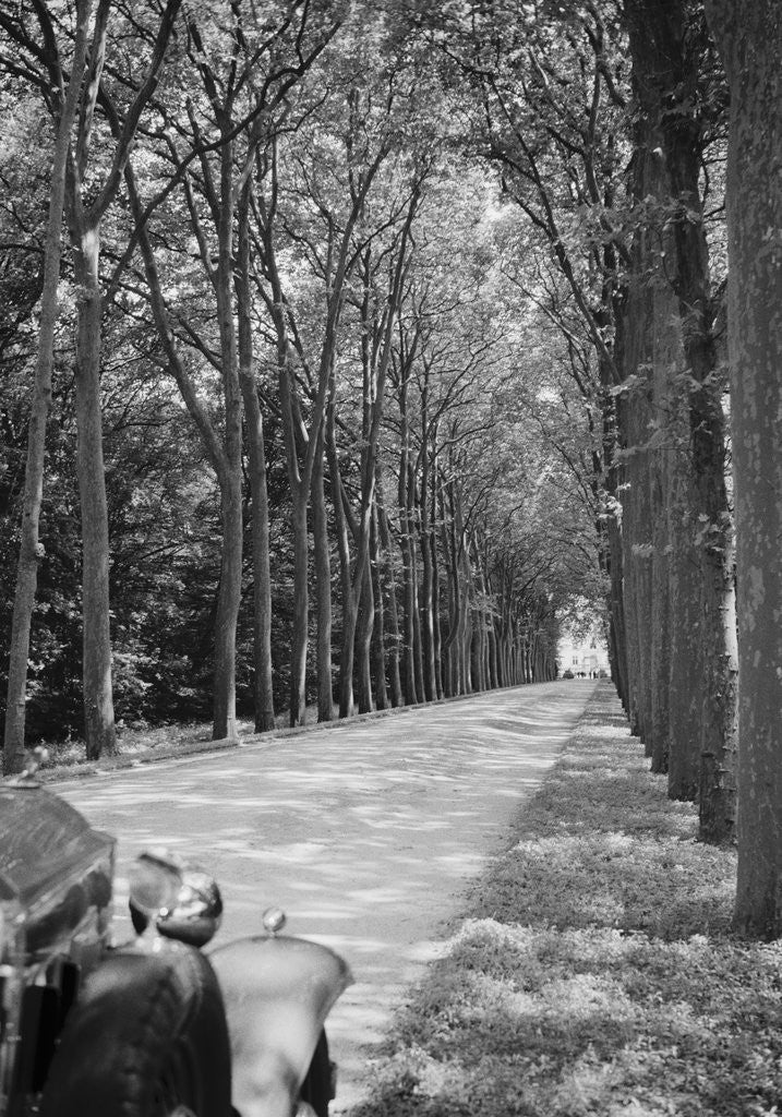Detail of Tree-Lined Entrance Road to French Chateau Chenonceaux by Anonymous