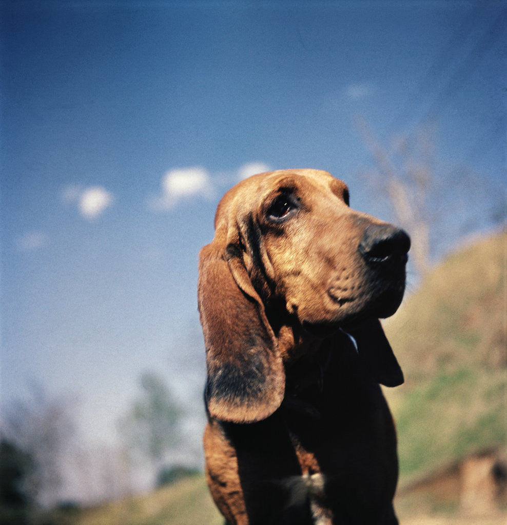 Detail of Brown Bloodhound by Corbis