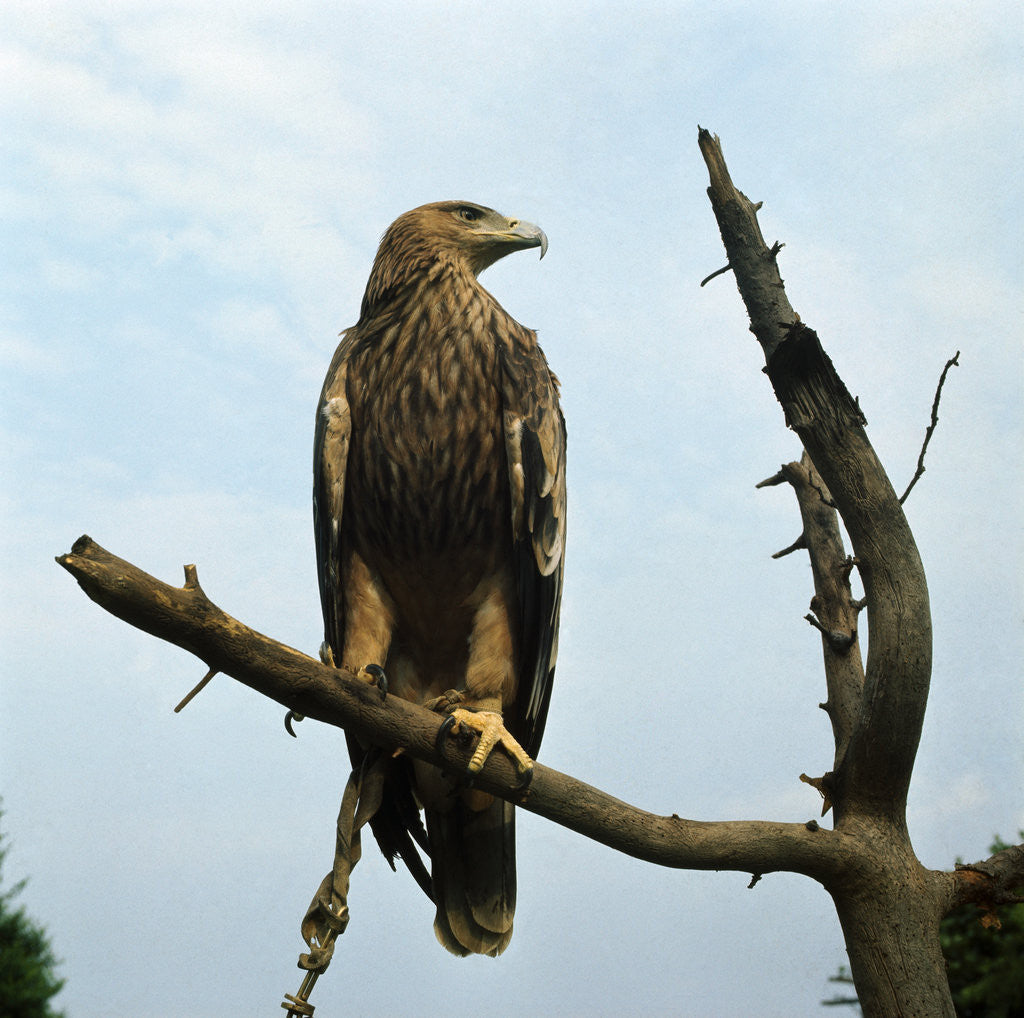 Detail of Imperial Eagle Resting on a Branch by Anonymous