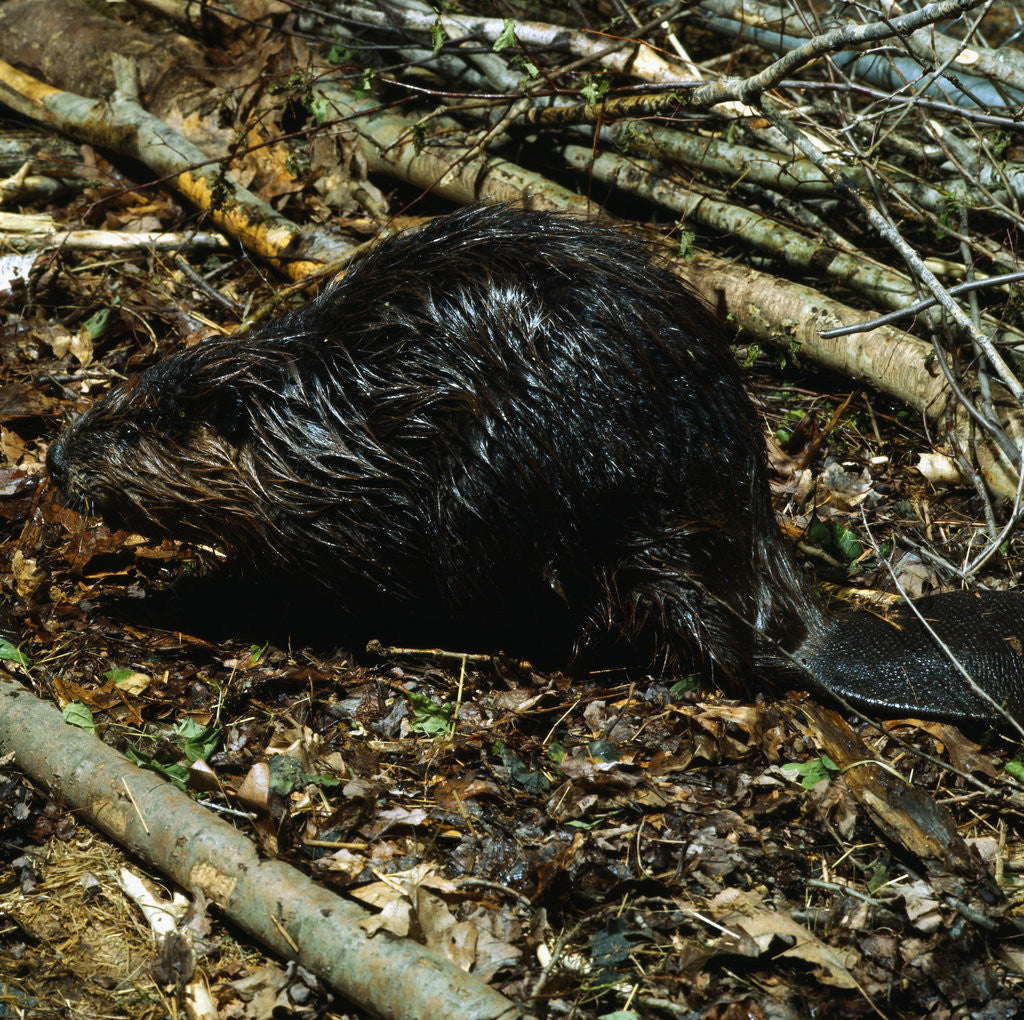 Detail of Beaver by Corbis