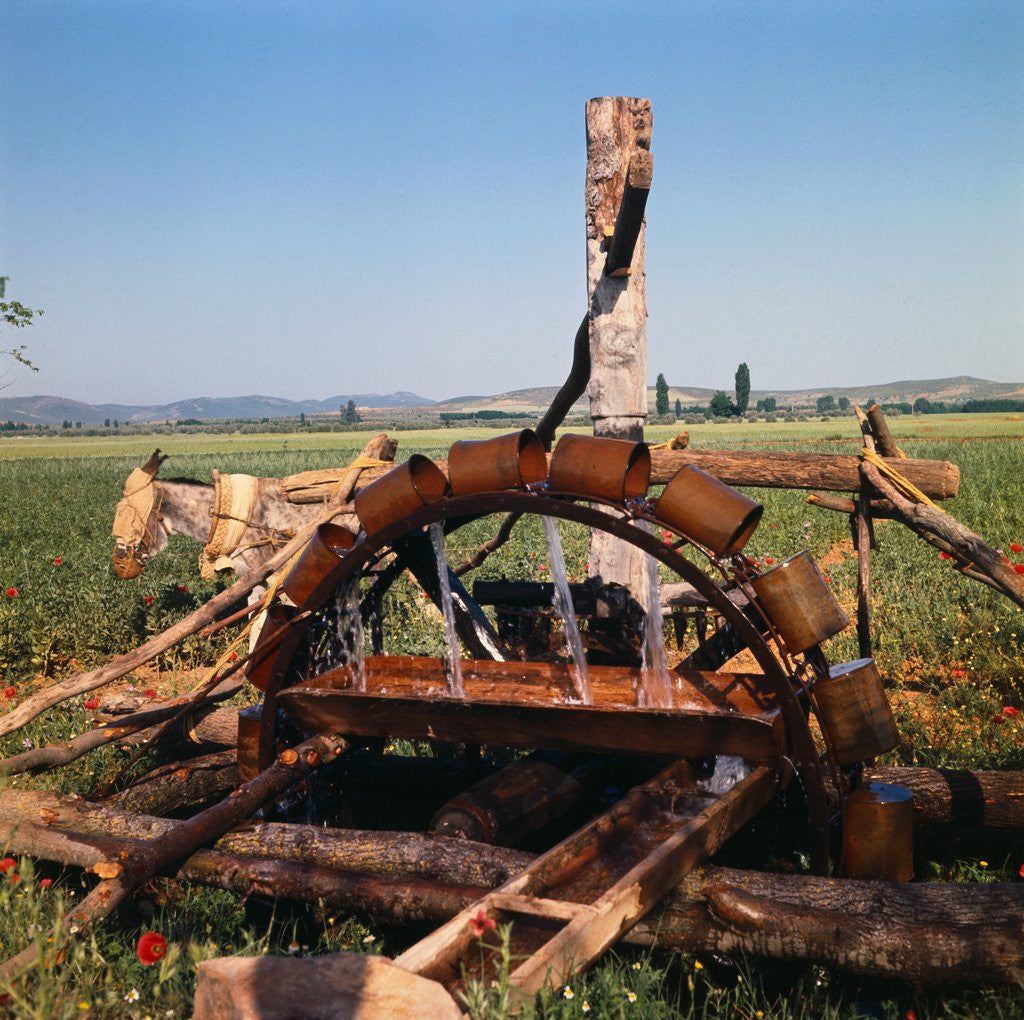 Detail of Donkey at an Antiquated Irrigation Wheel by Anonymous