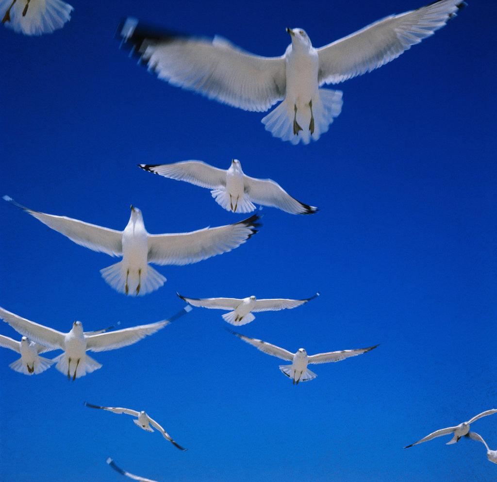 Detail of Gulls in Flight by Anonymous
