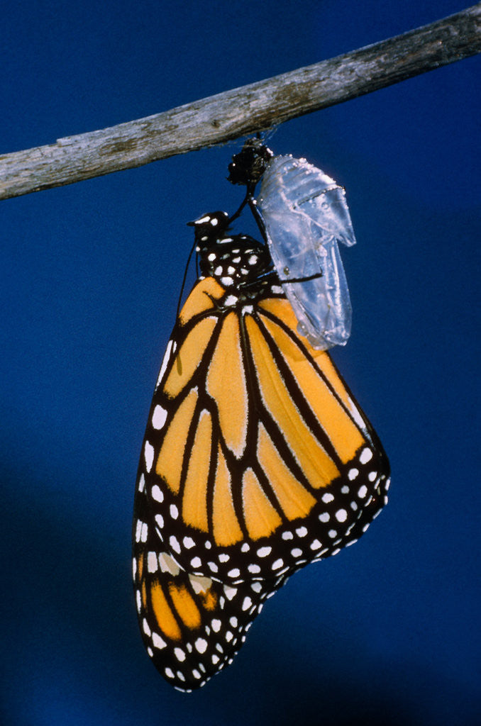 Detail of Monarch Butterfly Emerging from Cocoon by Anonymous