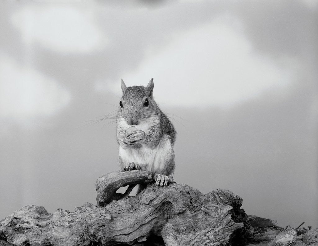 Detail of Close-up of Squirrel by Anonymous