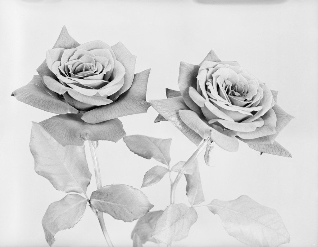 Detail of Two Roses by Anonymous