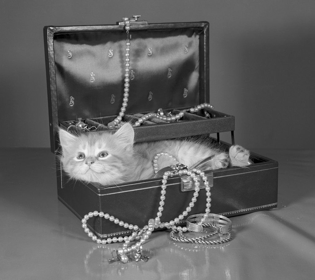 Detail of View of Kitten in Jewel Box by Anonymous