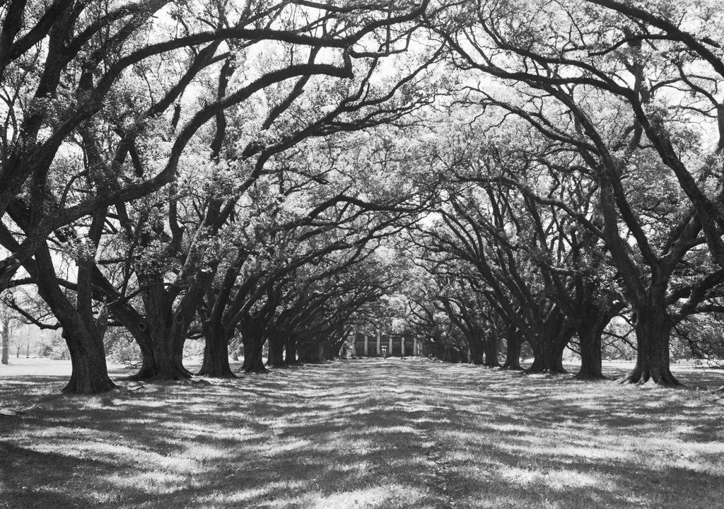 Detail of Arched Path of Trees on Plantation Site by Anonymous