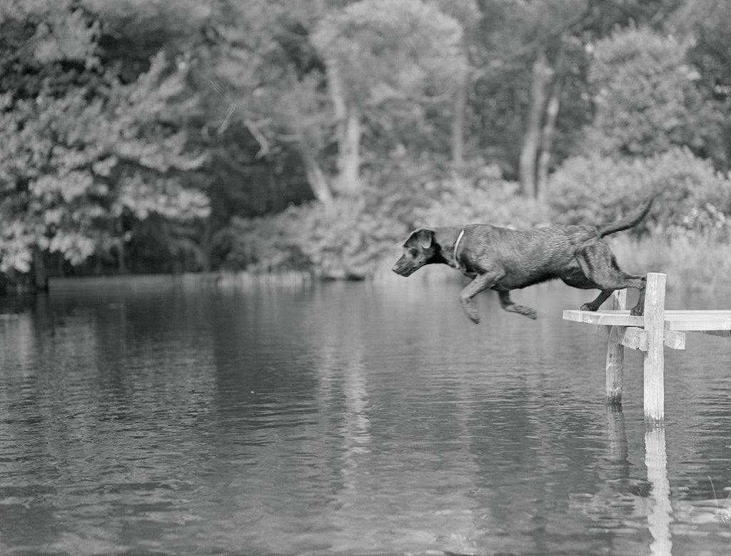 Detail of Dog Jumping Into Water by Corbis