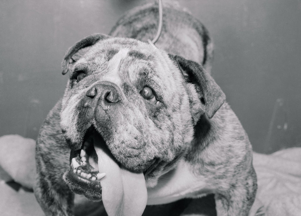 Detail of English Bulldog with Tongue Hanging Out by Corbis