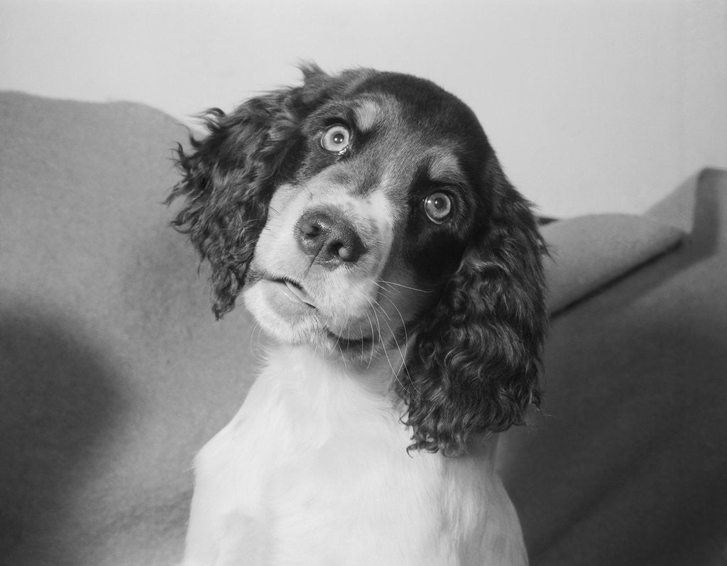 Detail of Portrait of Springer Spaniel Puppy by Anonymous