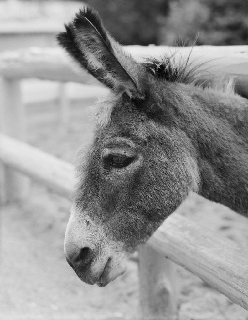 Detail of Head of a Donkey by Anonymous