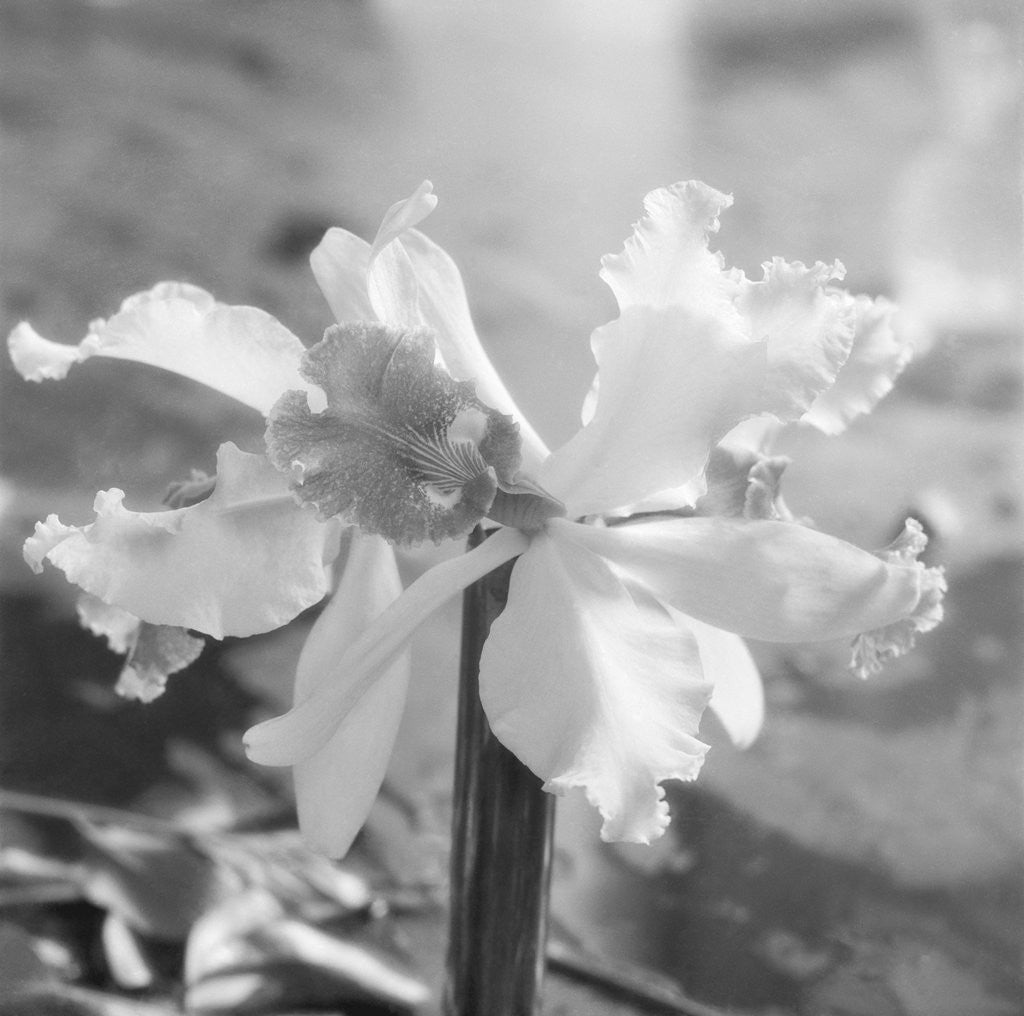 Detail of Close up View of Orchard by Anonymous