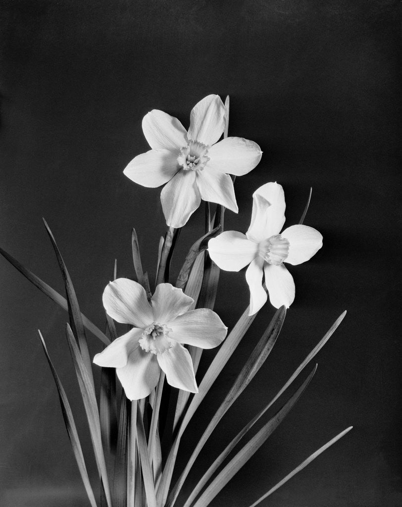 Detail of View of Narcissuses by Anonymous