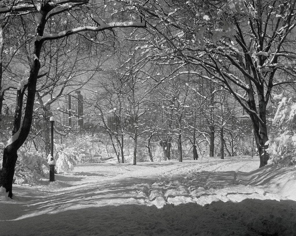Detail of Central Park in Winter by Corbis