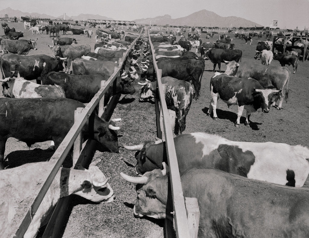 Detail of Shot of Cattle Feeding System by Corbis