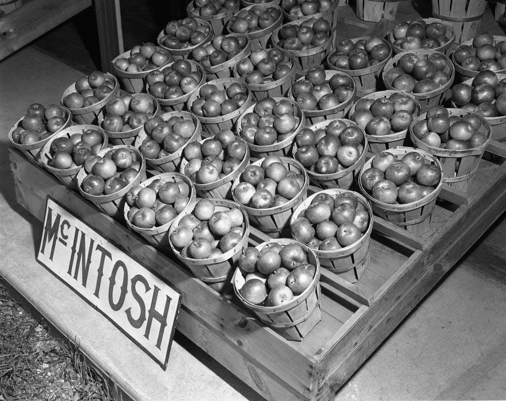 Detail of McIntosh Apples by Anonymous