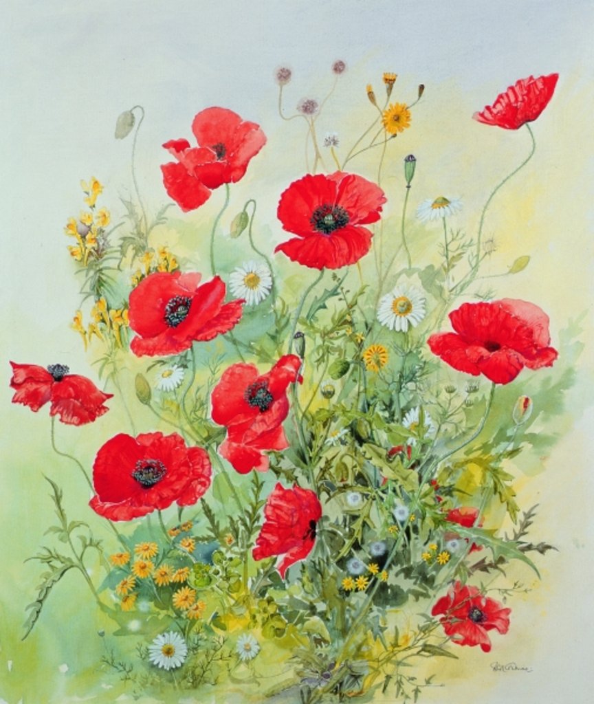 Detail of Poppies and Mayweed by John Gubbins