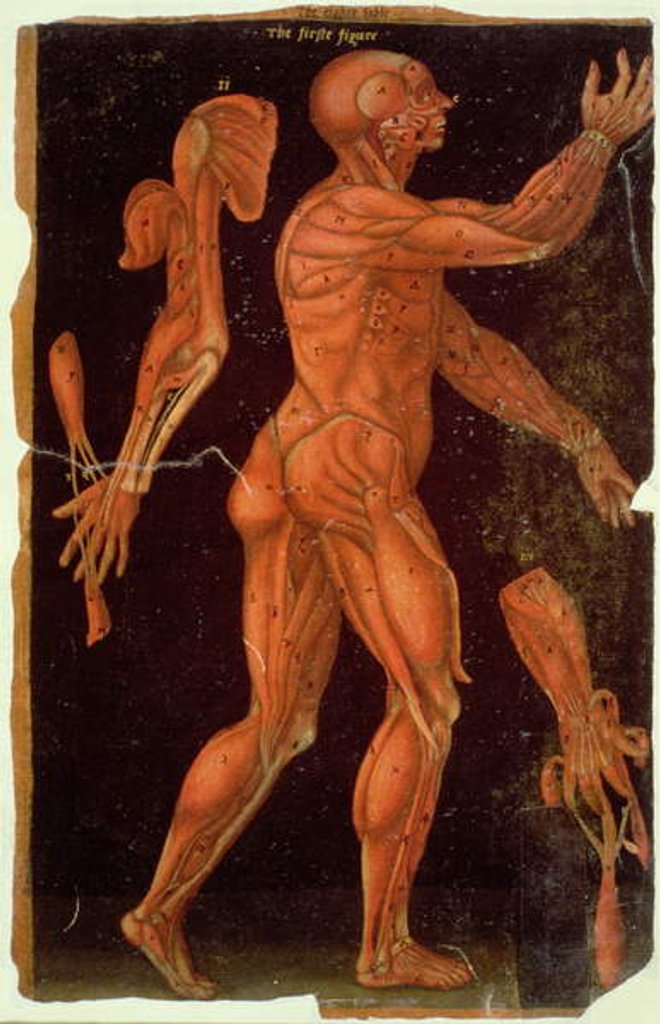 Detail of Ms Hunter 364 Table VIII Dissection, from Anatomical Tables, by John Banister by English School