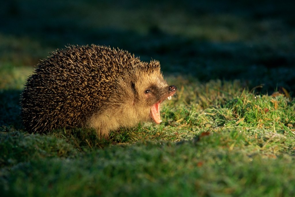 Detail of Hedgehog yawn by @wildmanrouse